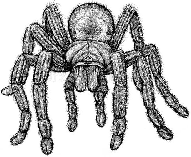 Tarantula